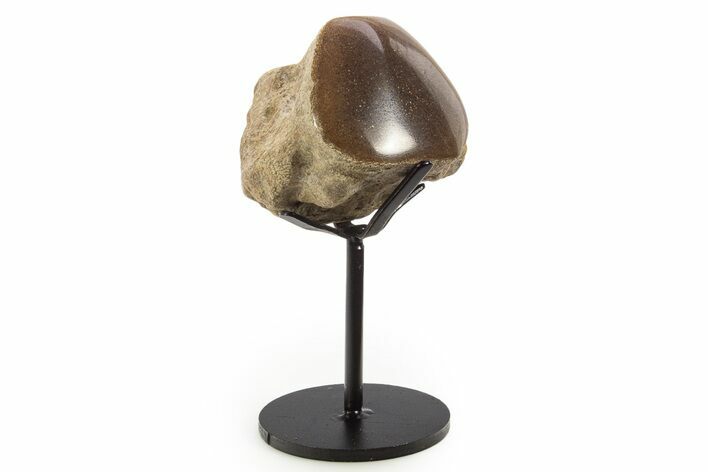 Polished Fossil Mosasaur Vertebra w/ Metal Stand - Texas #335051